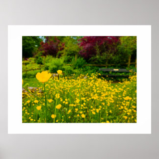 Butterblumen  poster