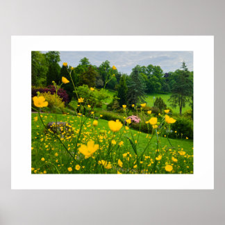 Butterblumen  poster