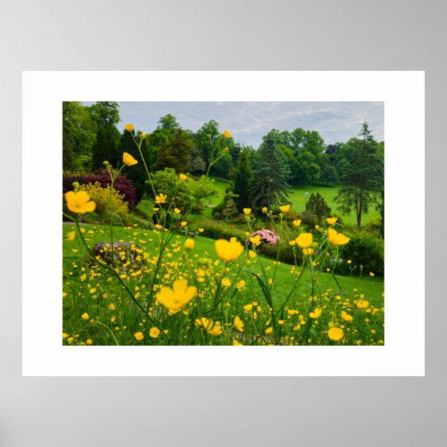 Butterblumen  poster (Vorne)