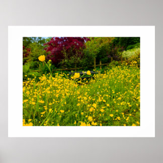 Butterblumen  poster