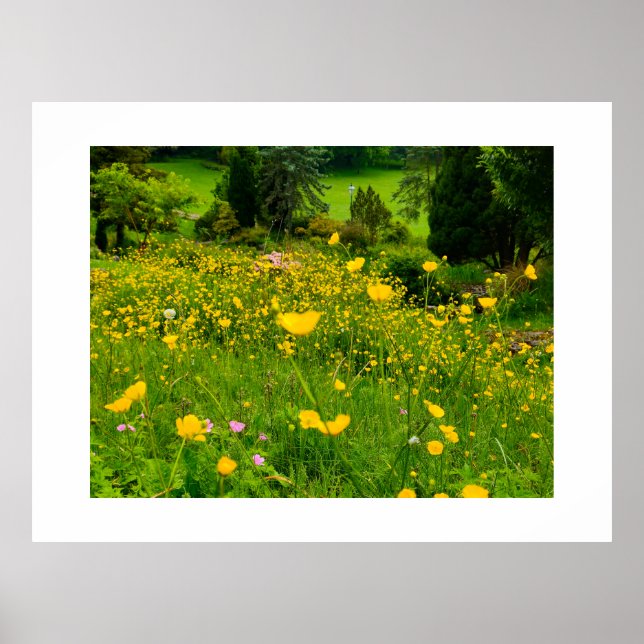 Butterblumen  poster (Vorne)
