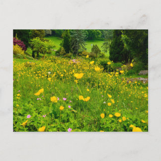 Butterblumen  postkarte