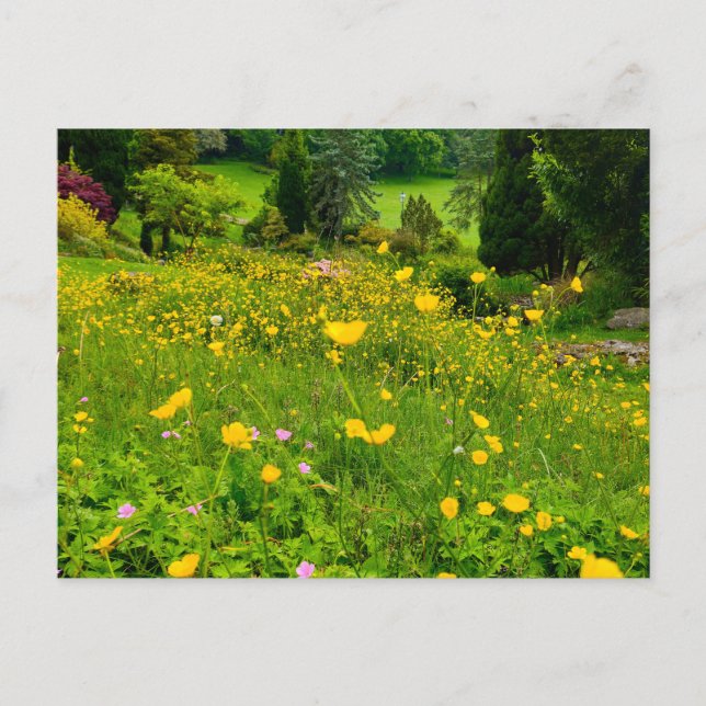 Butterblumen  postkarte (Vorderseite)