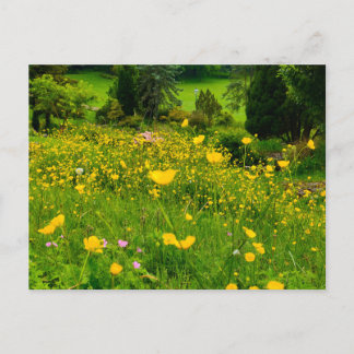 Butterblumen  postkarte