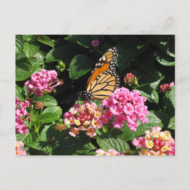 Butterblumen Postkarte (Vorderseite)