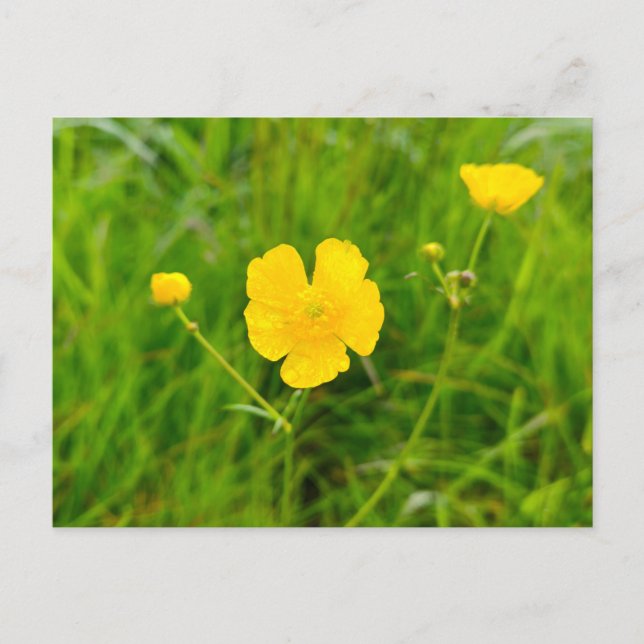 Butterblumen  postkarte (Vorderseite)