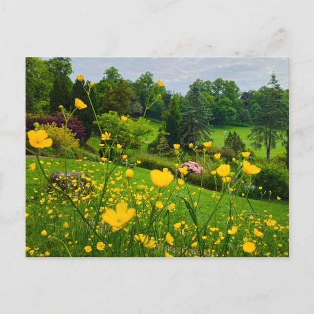 Butterblumen  postkarte (Vorderseite)