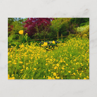 Butterblumen  postkarte