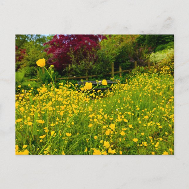 Butterblumen  postkarte (Vorderseite)