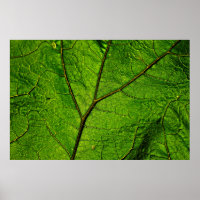 Butterbur Blatt Venen grün