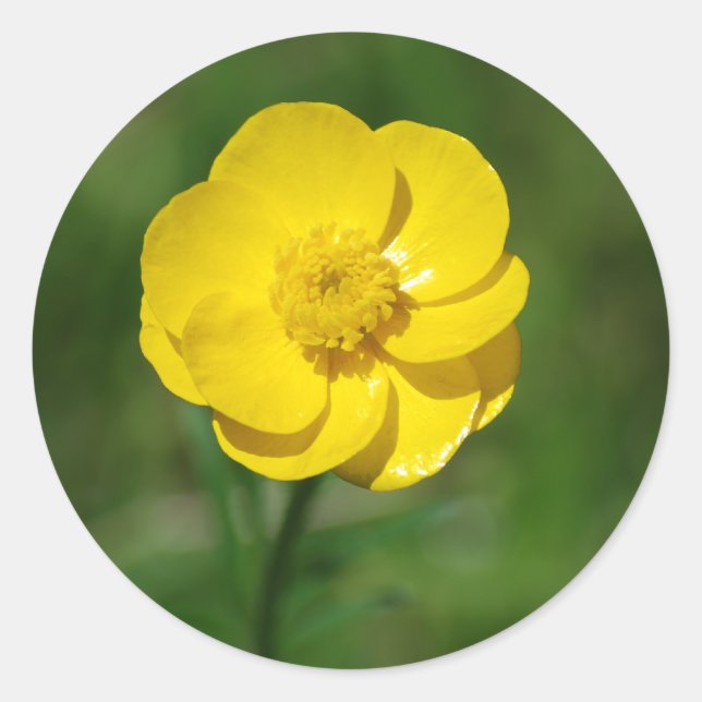 Buttercup-Aufkleber Runder Aufkleber (Vorderseite)