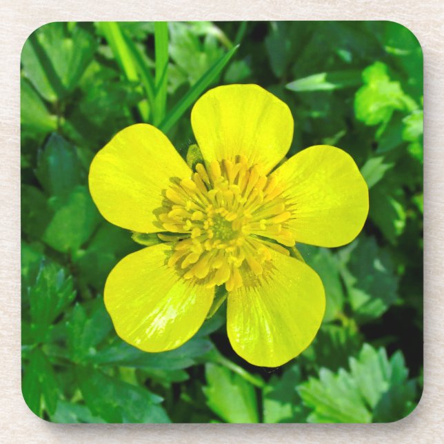 Buttercup Blume bewundern. Getränkeuntersetzer (Vorderseite)
