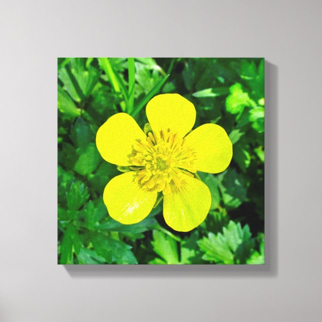 Buttercup Blume bewundern. Leinwanddruck (Vorderseite)