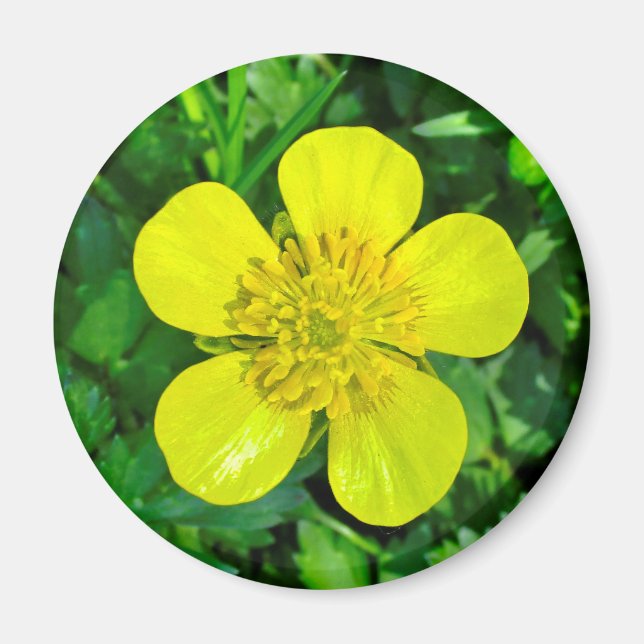 Buttercup Blume bewundern. Magnet (Vorne)
