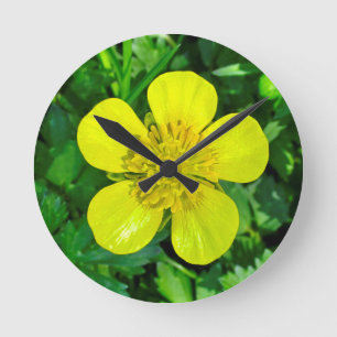 Buttercup Blume bewundern. Runde Wanduhr