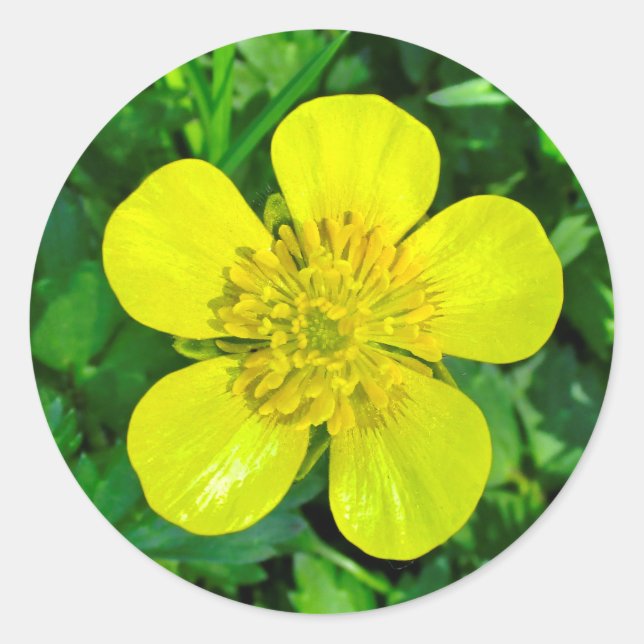 Buttercup Blume bewundern. Runder Aufkleber (Vorderseite)