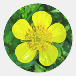 Buttercup Blume bewundern. Runder Aufkleber