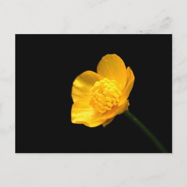 Buttercup-Blume Postkarte (Vorderseite)