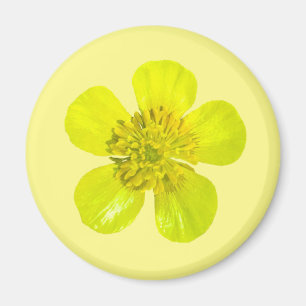 Buttercup Blume - transparent. Magnet