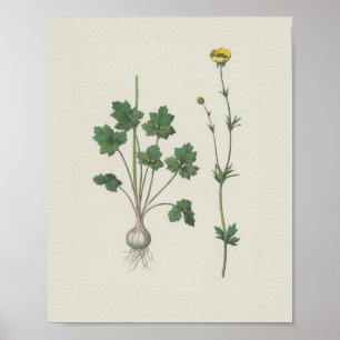 Buttercup Botanische Wildblume Poster