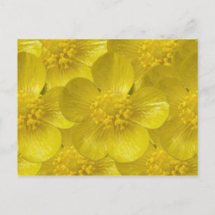 Buttercup Postkarten