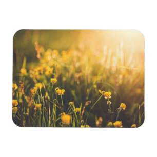 Buttercup Sundown Magnet