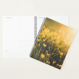 Buttercup Sundown Planer