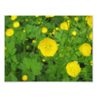 Buttercups Fotodruck