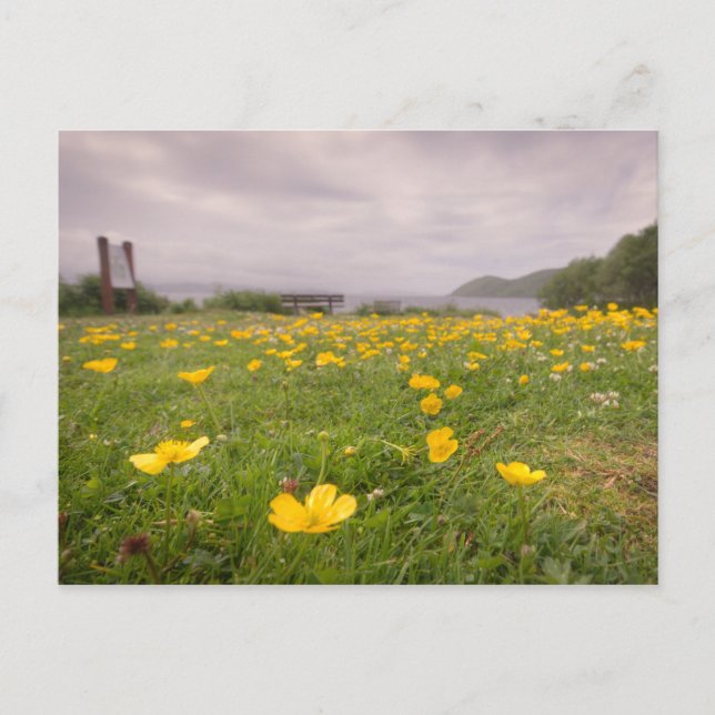 Buttercups in Schottland Postkarte (Vorderseite)