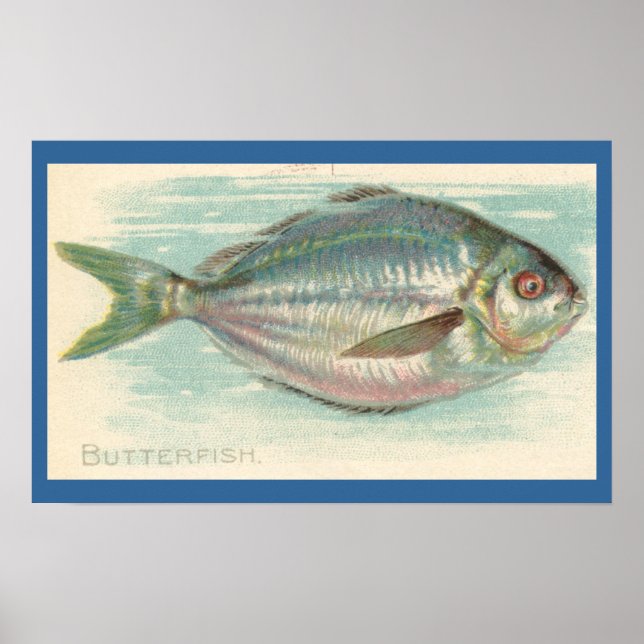 Butterfisch Poster (Vorne)