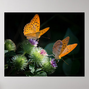 Butterfisch Poster