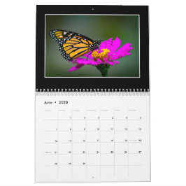Butterflies 2020 Kalender von Tom Minutolo