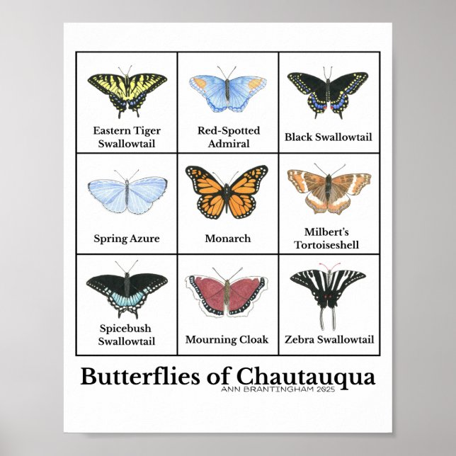 Butterflies of Chautauqua Poster (Vorne)