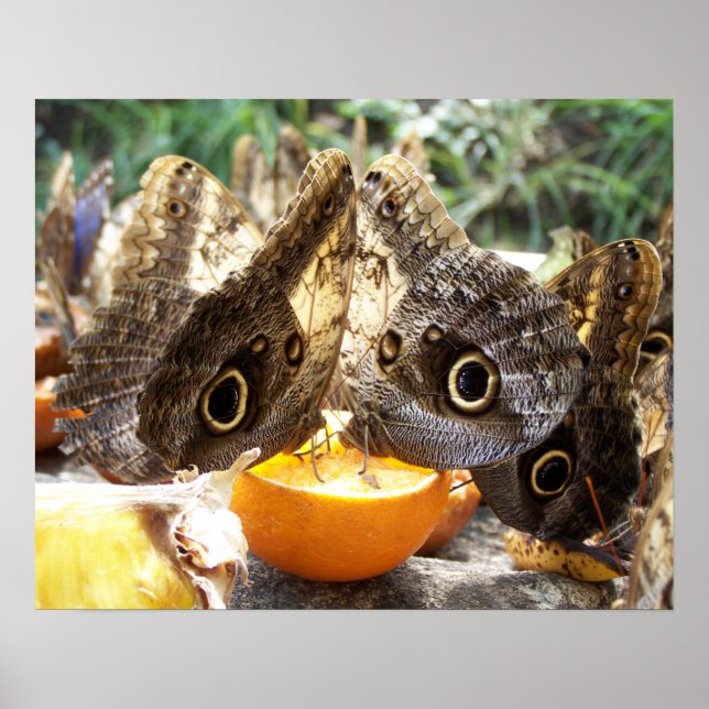 BUTTERFLIES POSTER (Vorne)