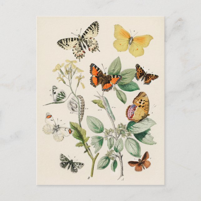 Butterflies - William Forsell Kirby Postkarte (Vorderseite)