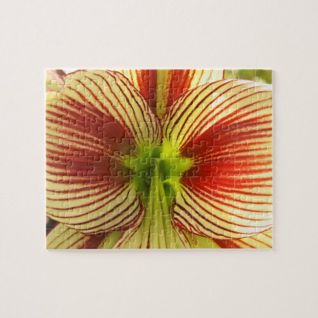 Butterfly Amaryllis (Horizontal)