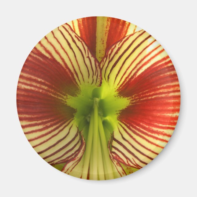 Butterfly Amaryllis Magnet (Vorne)