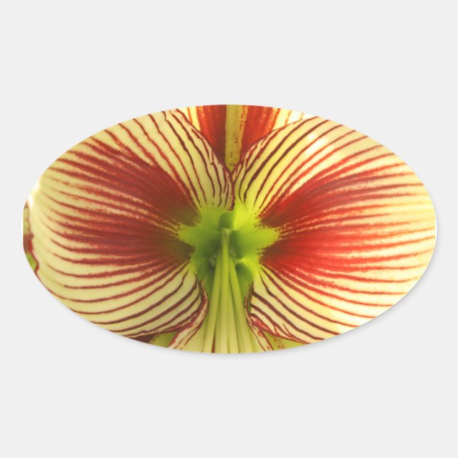 Butterfly Amaryllis Ovaler Aufkleber (Vorderseite)