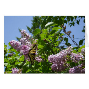 Butterfly auf Lilac Bush