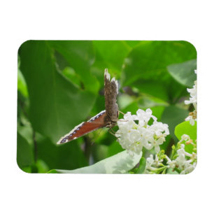 Butterfly auf Spring Lilac Magnet