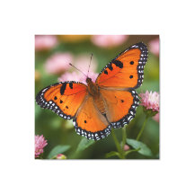 Butterfly Bloom