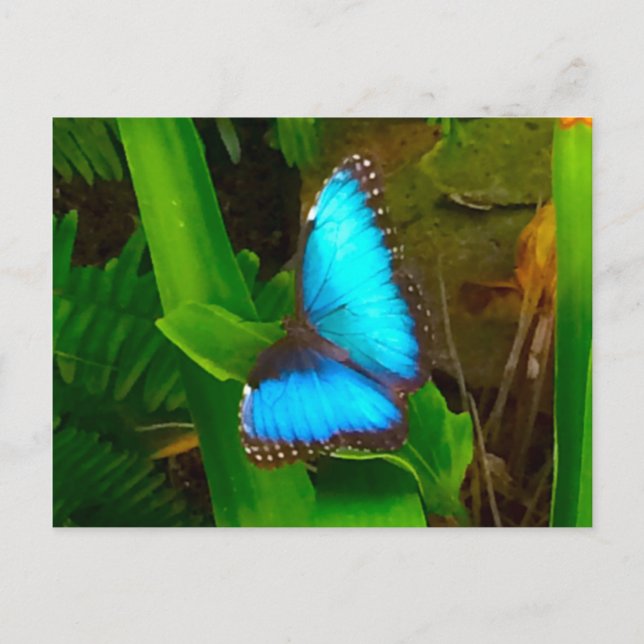 Butterfly Blue Nah hoch Postkarte (Vorderseite)