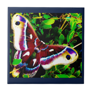 Butterfly Blues Tiles Fliese