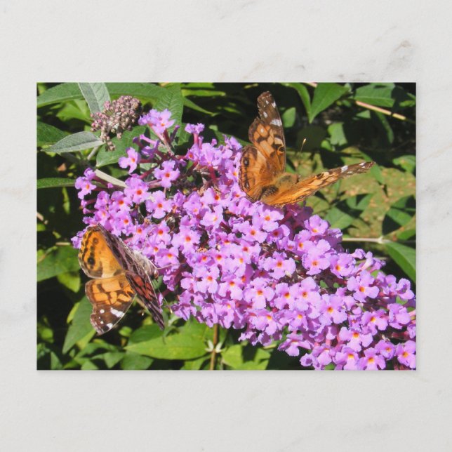 Butterfly Buddies ~ Postcard Postkarte (Vorderseite)