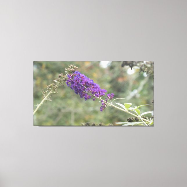 Butterfly Bush Leinwanddruck (Vorderseite)