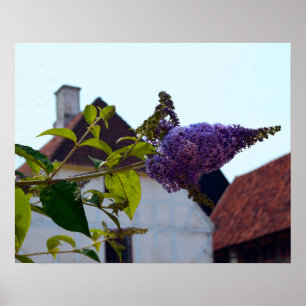 Butterfly Bush, Old Danish Town, Aarhus, Dänemark Poster