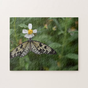 Butterfly Butterflies Naturfotografie Garten