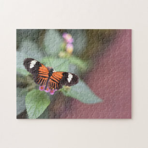 Butterfly Butterflies Naturfotografie Garten