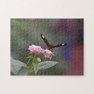 Butterfly Butterflies Naturfotografie Garten