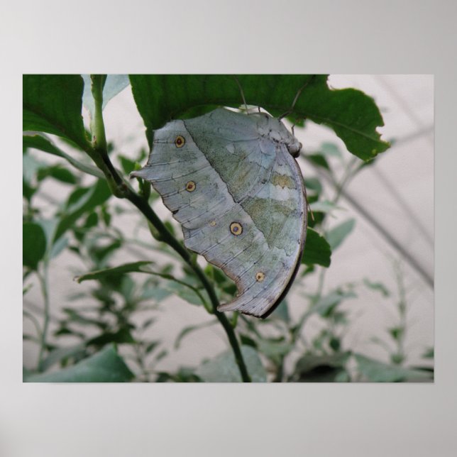 Butterfly Camouflage Print Poster (Vorne)